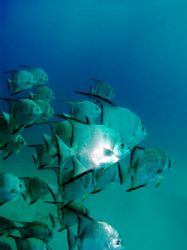 Spade fish outside "Sharks Cave" near Dangriga in souther... by Martin Spragg 